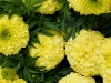 110118_flowershow_boquette35