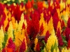 110118_flowershow_boquette36