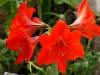 110118_flowershow_boquette37