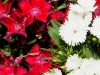 110118_flowershow_boquette38