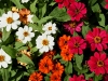 110118_flowershow_boquette40