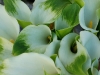 110118_flowershow_boquette50
