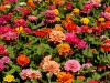 110118_flowershow_boquette52
