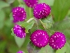110118_flowershow_boquette55