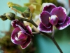 110118_orchids02