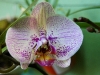 110118_orchids03
