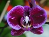 110118_orchids04