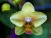 110118_orchids05