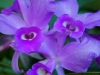 110118_orchids06