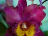 110118_orchids07