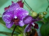 110118_orchids08