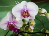 110118_orchids09