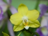 110118_orchids10