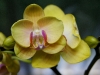 110118_orchids11