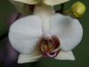 110118_orchids12