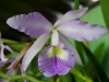110118_orchids13