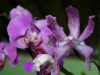 110118_orchids14