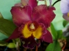 110118_orchids15