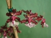 110118_orchids16