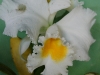 110118_orchids17