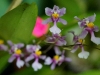 110118_orchids18