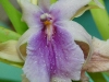 110118_orchids19