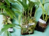 110118_orchids20