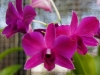 110118_orchids21