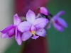110118_orchids22