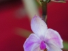 110118_orchids23