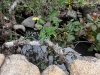 One of the hot springs