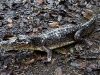 110122_crocodil_puerto_jiminez16