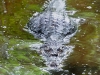 110122_crocodil_puerto_jiminez17