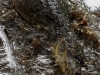 110122_crocodil_puerto_jiminez18