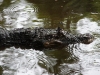 110122_crocodil_puerto_jiminez21