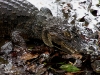 110122_crocodil_puerto_jiminez22