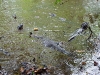 110122_crocodil_puerto_jiminez23