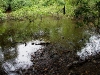 110122_crocodil_puerto_jiminez24