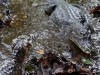 110122_crocodil_puerto_jiminez25