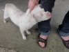 The dog named \'Gato\'(Cat)