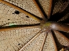 110123_bolita21