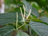110123_bolita24