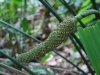 110123_bolita25
