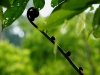 110123_bolita28