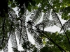 110123_bolita29
