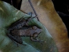 110123_bolita31