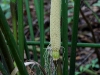 110123_bolita32