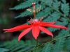 110123_bolita36