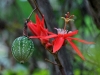 110123_bolita37