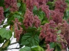 110123_bolita46